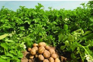 ناظر فنی محصول سیب زمینی بند (خ)