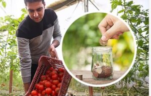 مسئول فنی گلخانه سبزی و صیفی