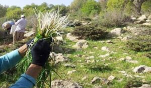 طرح های احیا و بهره برداری از محصولات فرعی جنگلی و مرتعی