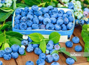 پرورش بلوبری
