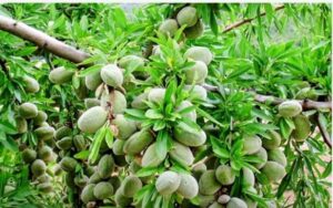 ایجاد سایت باغ الگویی و نمایش بادام