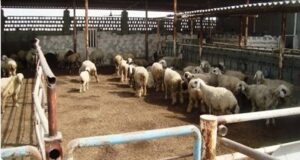 مسئول فنی دام سبک