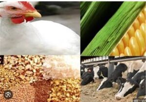 کاربرد ضایعات کشاورزی در تغذیه دام و طیور