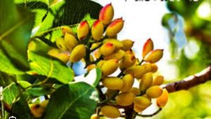 اصول پیوند پسته