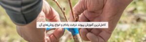 پیوند سرشاخه کاری بادام