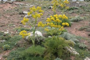 از دانش تا اقتصاد,اهمیت گیاه دارویی باریجه