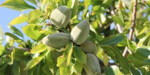 آشنایی با پایه های مهم بادام برای افزایش بهره وری باغات بادام
