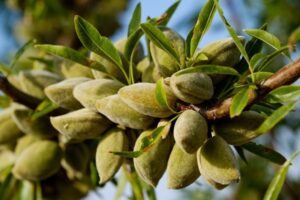 علل ریزش میوه درختان بادام